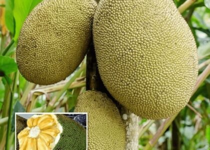 Jackfruit Health Benefits