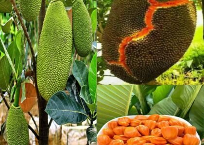 Jackfruit Health Benefits