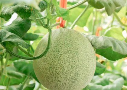 Muskmelon Health Benefits
