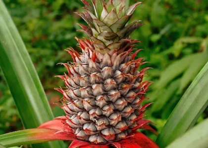 pineapple health benefits