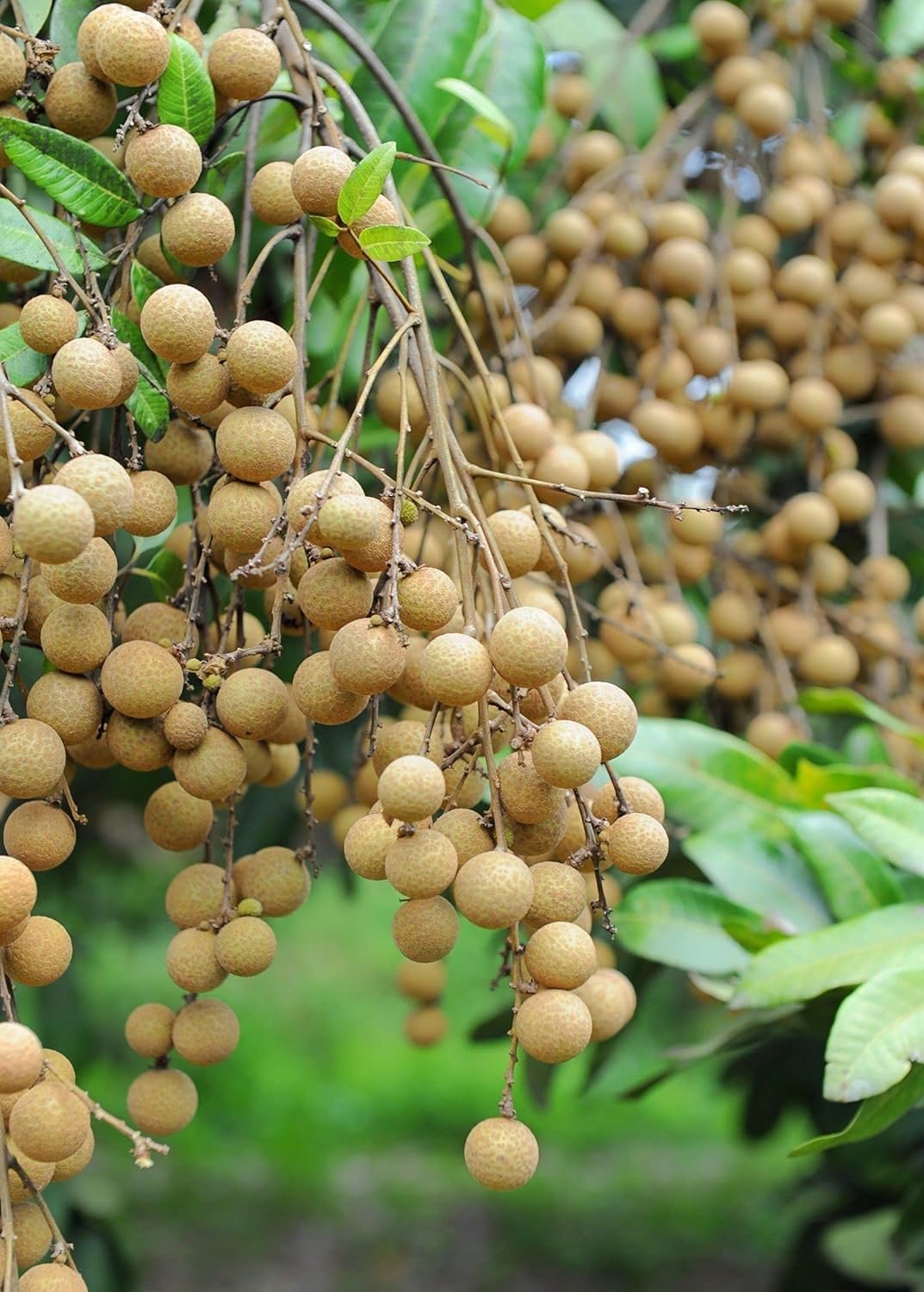 Longan fruit benefits