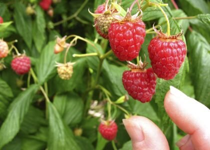 raspberry benefits