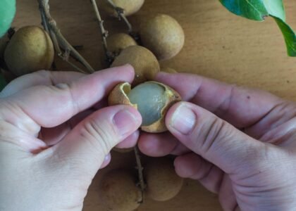 Longan fruit benefits