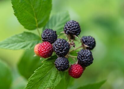 raspberry benefits