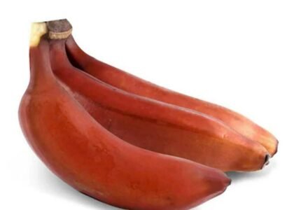 Red banana health benefits