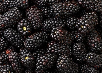 Blackberry benefits