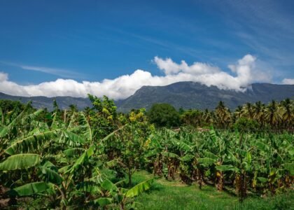 Hill banana health benefits