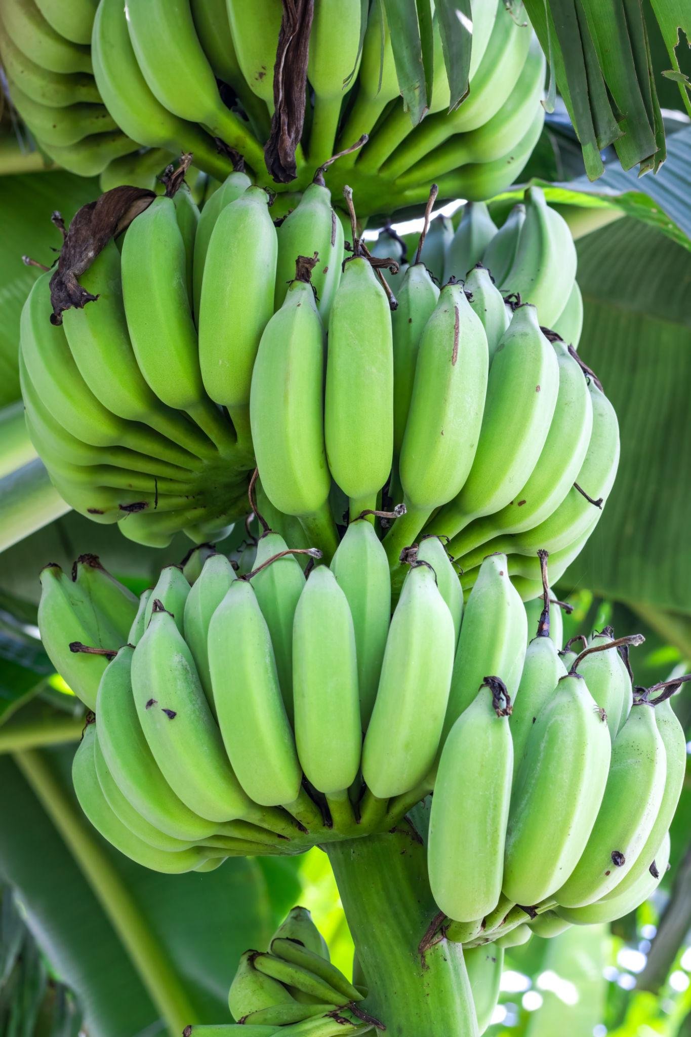 Hill banana health benefits