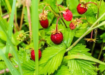 Forest Fruits Health Benefits