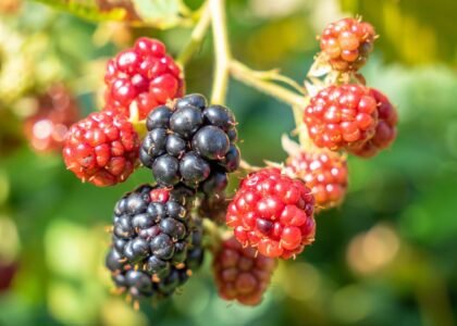 Forest Fruits Health Benefits