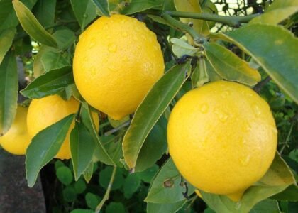 Lemon health benefits