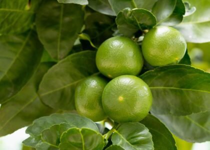 Lime health benefits