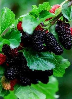 mulberry benefits