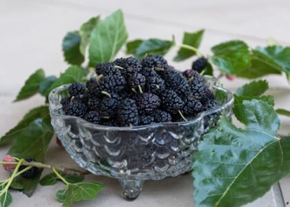 mulberry benefits
