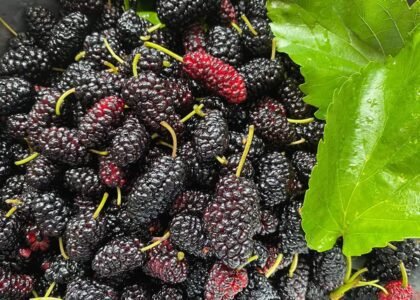 mulberry benefits