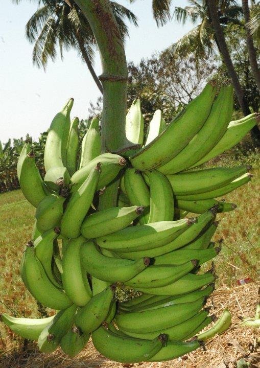 Nendran banana health benefits