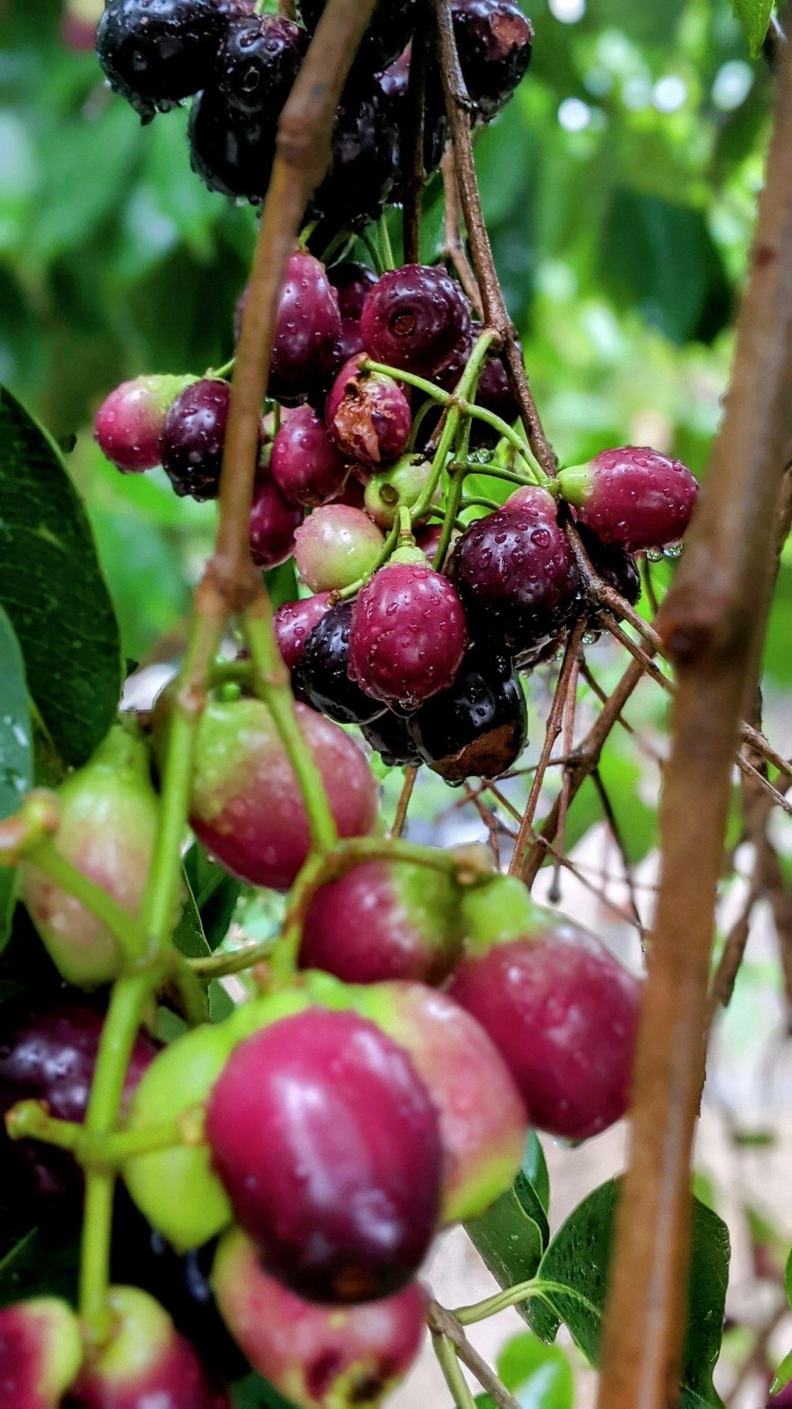 Seasonal fruits health benefits