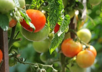 tomato health benefits