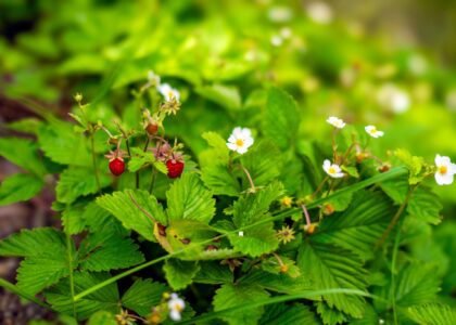 Wild berries health benefits
