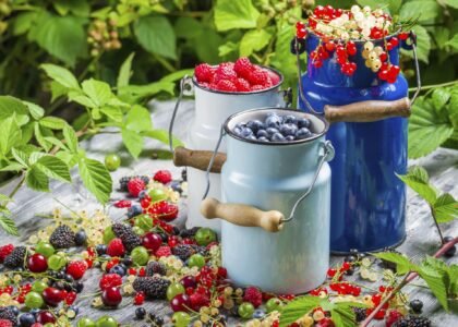 Wild berries health benefits