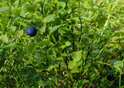 Wild berries health benefits