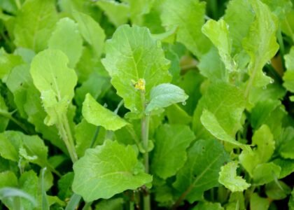 mustard greens benefits