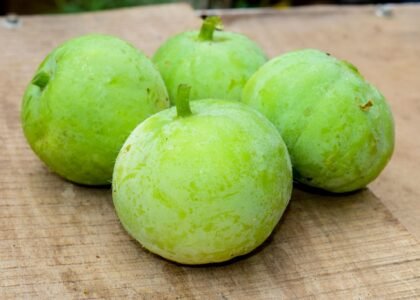 round gourd benefits