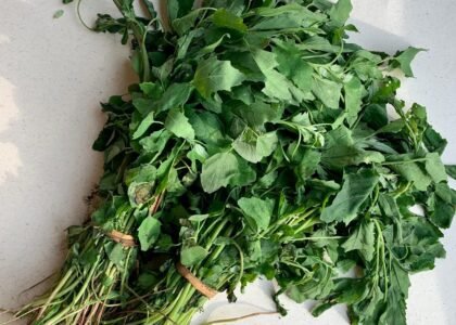 bathua leaves benefits