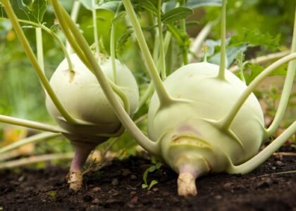 knol khol benefits