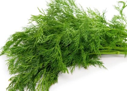 dill leaves benefits