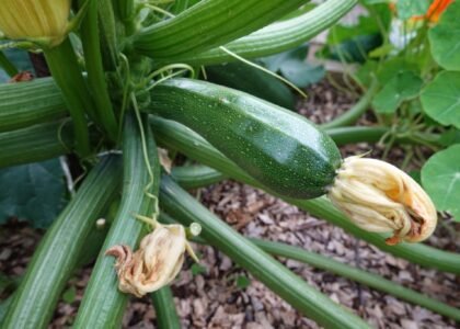 Zucchini Health Benefits