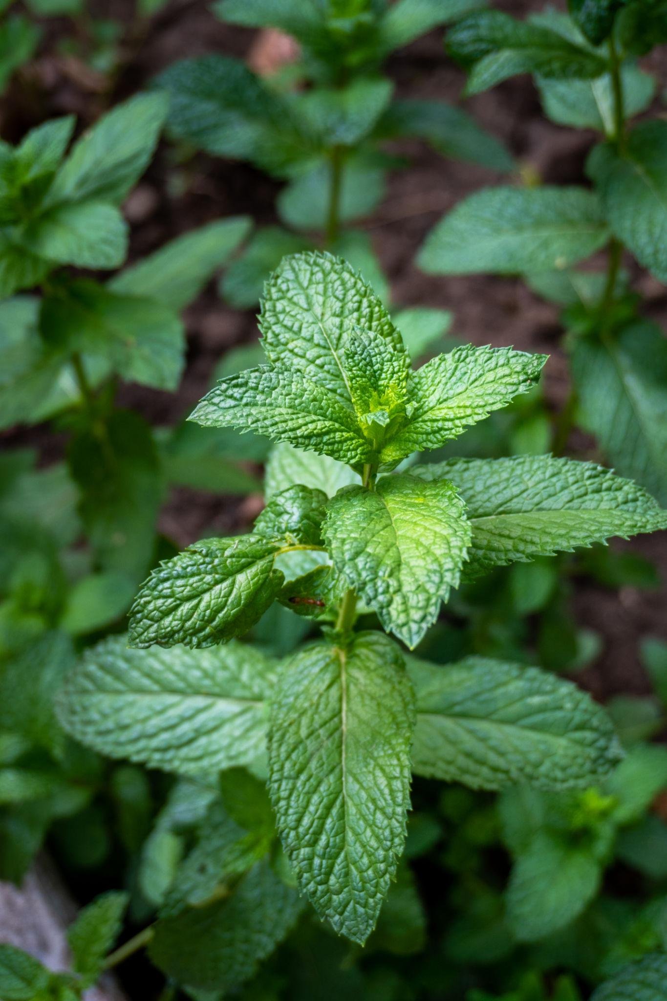 mint leaves benefits