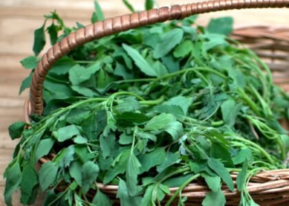 bathua leaves benefits