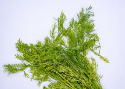 dill leaves benefits