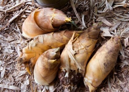 Bamboo Shoots Health Benefits