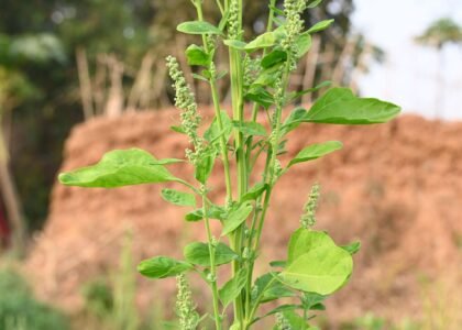 bathua leaves benefits