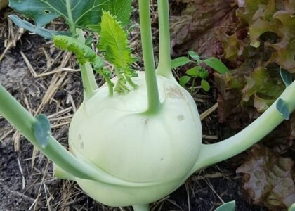 knol khol benefits