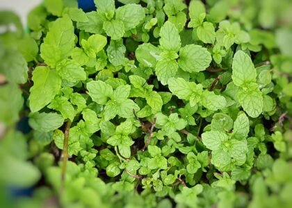 mint leaves benefits