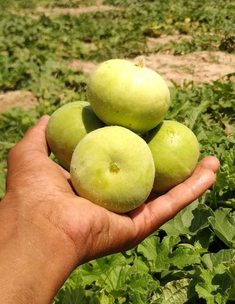 round gourd benefits
