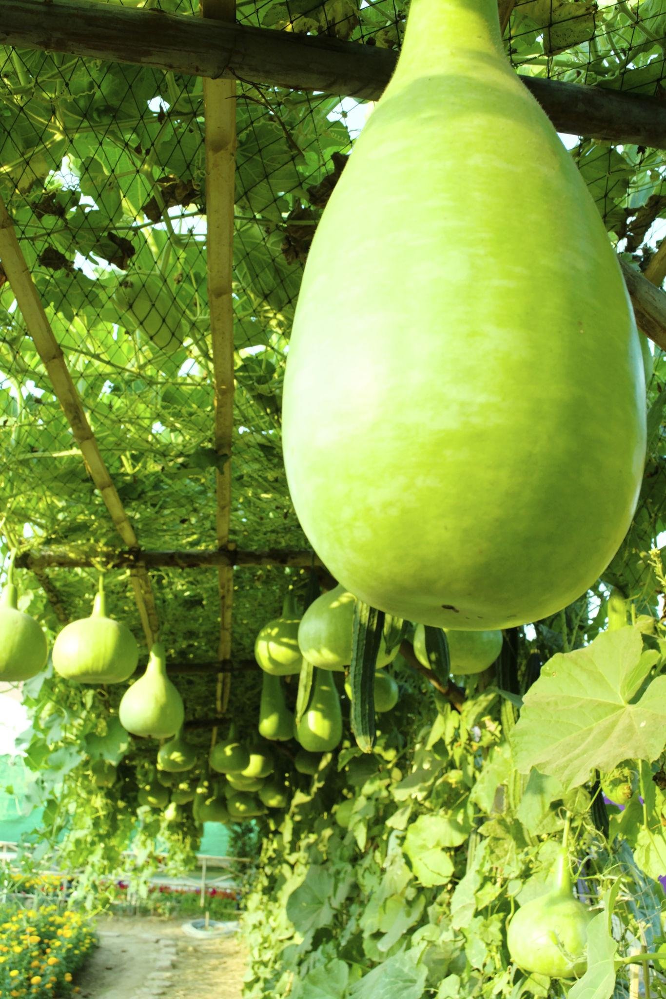 Ash Gourd Health Benefits