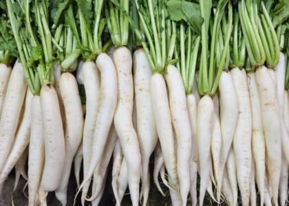 radish benefits
