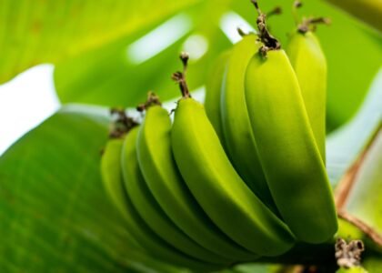Raw Banana Health Benefits