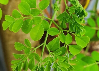 drumstick leaves benefits