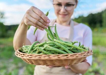 French Beans