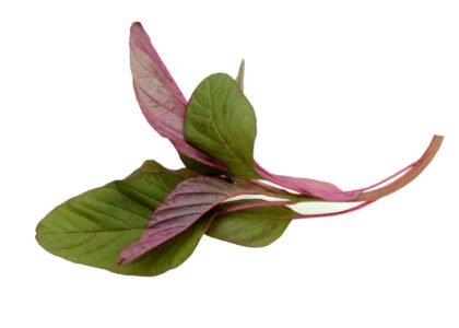 red spinach benefits