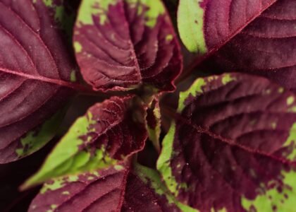 red spinach benefits