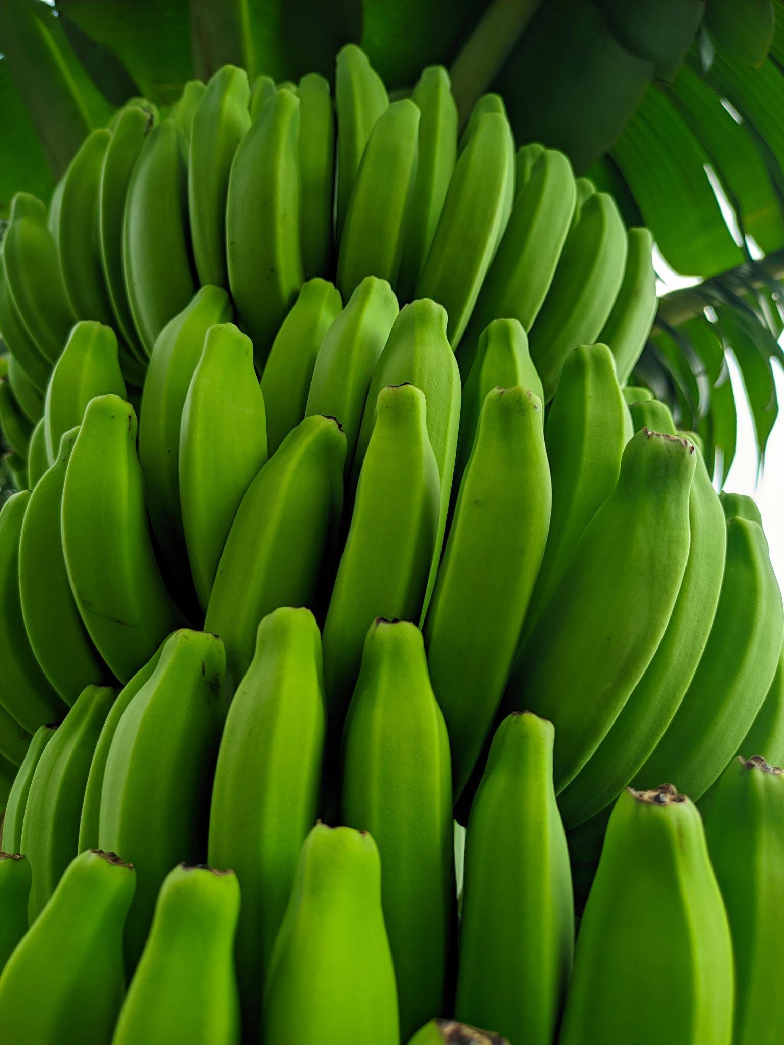 Raw Banana Health Benefits