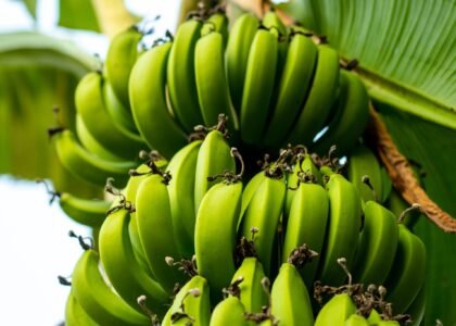 Raw Banana Health Benefits