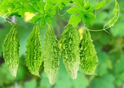 Bitter Gourd Health Benefits