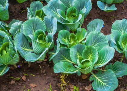 cauliflower health benefits